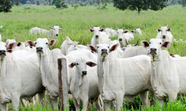 Verruga Bovina –  NANOBOOST NA AGROPECUÁRIA